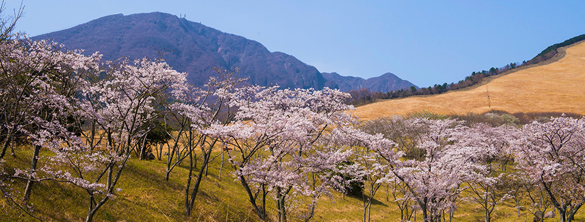 Welcome! Oniyama Hotel, cherry blossoms