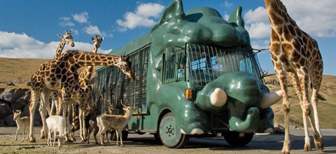 九州自然動物公園African safari