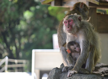 国立公園高崎山自然動物園